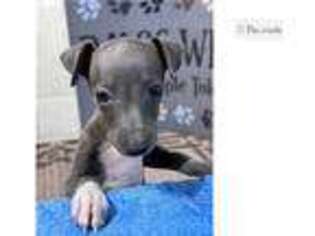 Italian Greyhound Puppy for sale in Unknown, , USA