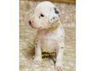 Dalmatian Puppy for sale in Canton, TX, USA