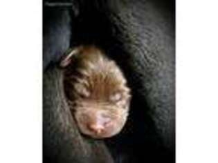 Labrador Retriever Puppy for sale in Avoca, WI, USA