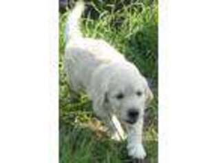 Goldendoodle Puppy for sale in Lone Oak, TX, USA