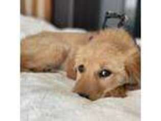 Golden Retriever Puppy for sale in Wheat Ridge, CO, USA