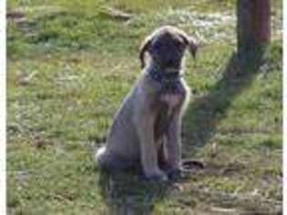 Irish Wolfhound Puppy for sale in Laurelville, OH, USA