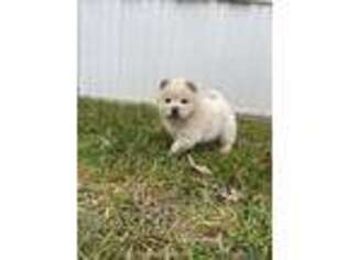 Chow Chow Puppy for sale in Saint Louis, MO, USA