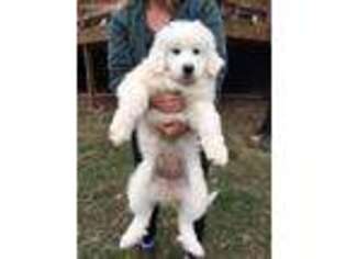 Great Pyrenees Puppy for sale in Charleston, WV, USA