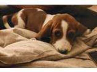 Basset Hound Puppy for sale in Galloway, OH, USA