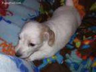 Dachshund Puppy for sale in Vallejo, CA, USA