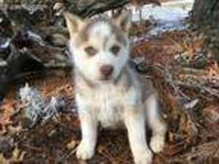 Siberian Husky Puppy for sale in Staunton, VA, USA