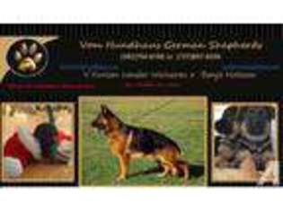German Shepherd Dog Puppy for sale in SAINT PETERSBURG, FL, USA