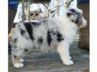 Australian Shepherd Puppy for sale in Eddyville, KY, USA