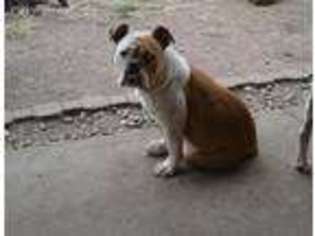 Olde English Bulldogge Puppy for sale in Peoria, IL, USA