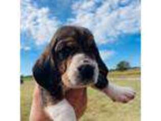 Basset Hound Puppy for sale in Independence, KS, USA