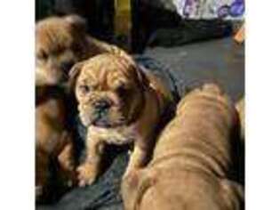 Bulldog Puppy for sale in Harper Woods, MI, USA