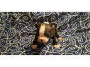 Boston Terrier Puppy for sale in Branford, FL, USA