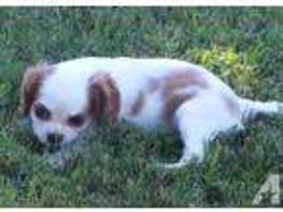 Cavalier King Charles Spaniel Puppy for sale in REPUBLIC, MO, USA