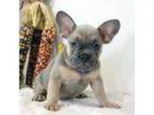 French Bulldog Puppy for sale in Canton, OH, USA