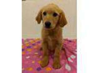 Golden Retriever Puppy for sale in Wilburton, OK, USA