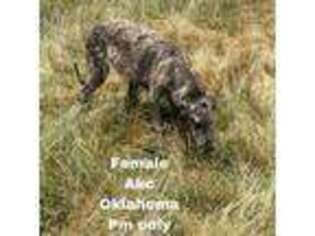 Irish Wolfhound Puppy for sale in Locust Grove, OK, USA