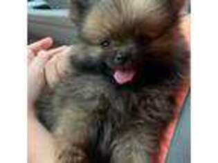 Pomeranian Puppy for sale in Simpsonville, SC, USA