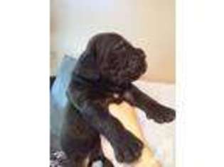 Neapolitan Mastiff Puppy for sale in TAYLOR, TX, USA