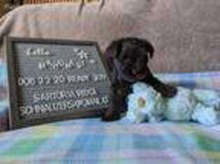 Mutt Puppy for sale in Kearney, NE, USA