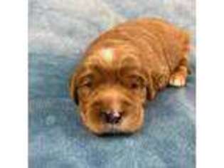 Golden Retriever Puppy for sale in Albany, GA, USA