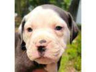 Olde English Bulldogge Puppy for sale in Stillwater, MN, USA