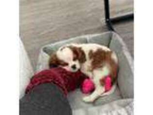 Cavalier King Charles Spaniel Puppy for sale in Raleigh, NC, USA