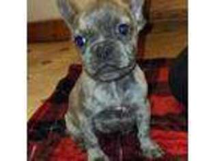 French Bulldog Puppy for sale in Des Moines, IA, USA