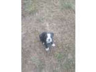 Olde English Bulldogge Puppy for sale in Rogersville, AL, USA