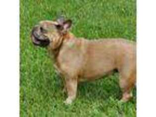 French Bulldog Puppy for sale in Mount Olive, NC, USA