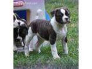American Bulldog Puppy for sale in Kent, OH, USA