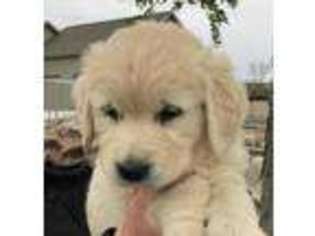 Golden Retriever Puppy for sale in Falmouth, IN, USA