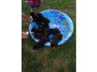 Rottweiler Puppy for sale in Taylor, MI, USA