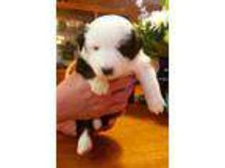 Miniature Australian Shepherd Puppy for sale in Yelm, WA, USA