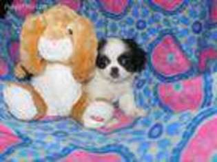Pekingese Puppy for sale in Adolphus, KY, USA