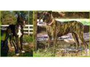 Great Dane Puppy for sale in WELLINGTON, NV, USA