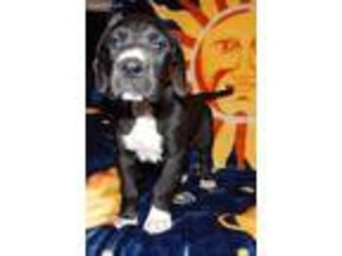 Great Dane Puppy for sale in Cincinnati, OH, USA