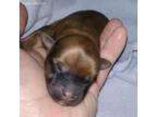 Mutt Puppy for sale in Blackstone, VA, USA