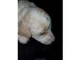 Mutt Puppy for sale in Athens, MI, USA