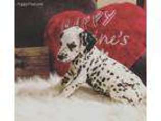 Dalmatian Puppy for sale in Louisville, KY, USA