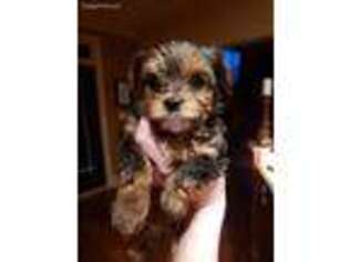 Yorkshire Terrier Puppy for sale in Fuquay Varina, NC, USA