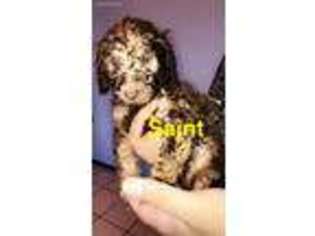 Mutt Puppy for sale in Farmington, AR, USA