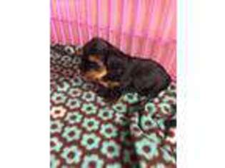 Yorkshire Terrier Puppy for sale in Knob Noster, MO, USA