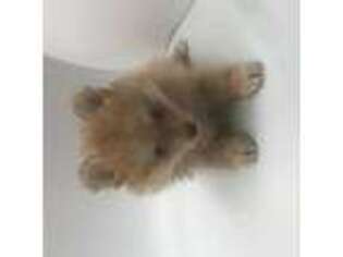Pomeranian Puppy for sale in Plano, TX, USA