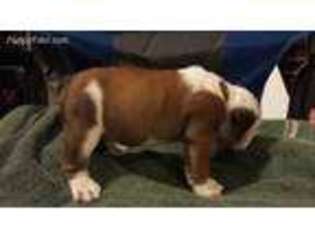 Bulldog Puppy for sale in Nampa, ID, USA