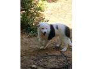 Border Collie Puppy for sale in El Dorado Hills, CA, USA