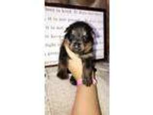 German Shepherd Dog Puppy for sale in Eaton, OH, USA