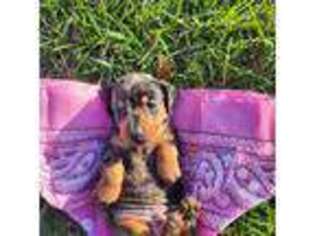 Dachshund Puppy for sale in Versailles, MO, USA