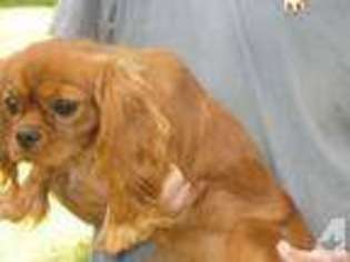 Cavalier King Charles Spaniel Puppy for sale in ALTO, GA, USA