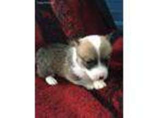 Pembroke Welsh Corgi Puppy for sale in Blair, WI, USA